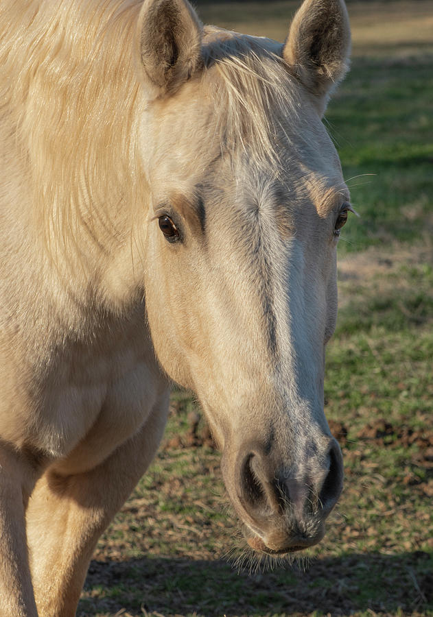 Horse Photograph - Portrait Of A Pale Gold Mare by Phil And Karen Rispin