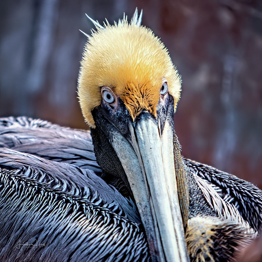 Pelican Digital Art - Portrait of a Pelican by Linda Lee Hall