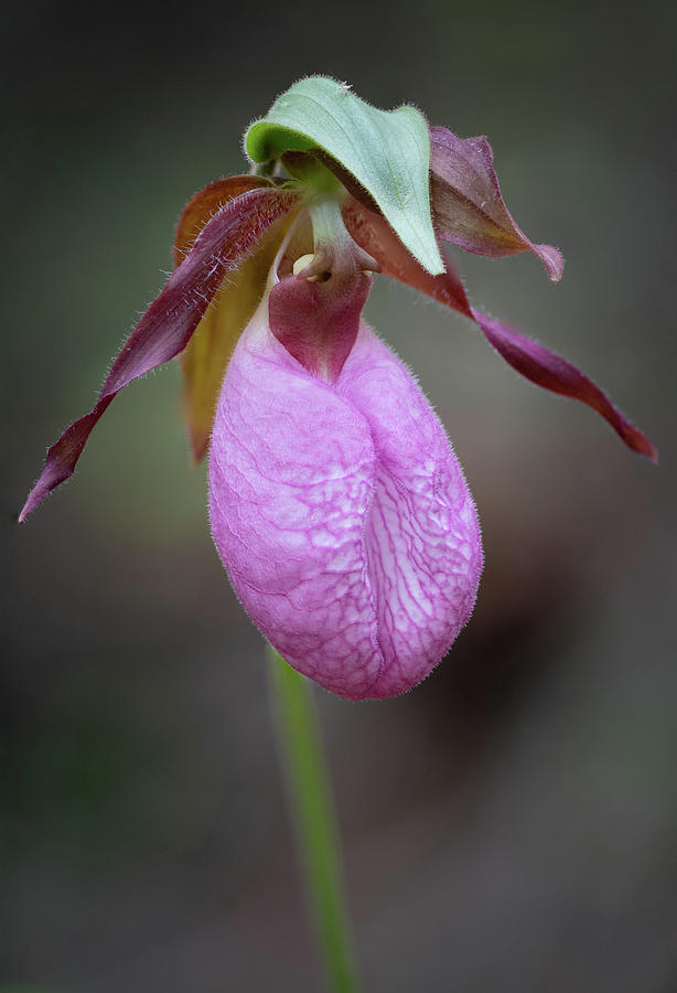 Portrait of a Pink Lady Slipper Photograph by Todd Henson