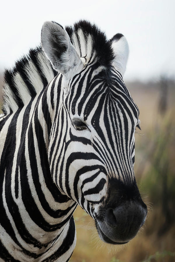 Portrait of a Plains Zebra by Belinda Greb Portrait of a Plains Zebra by Belinda Greb