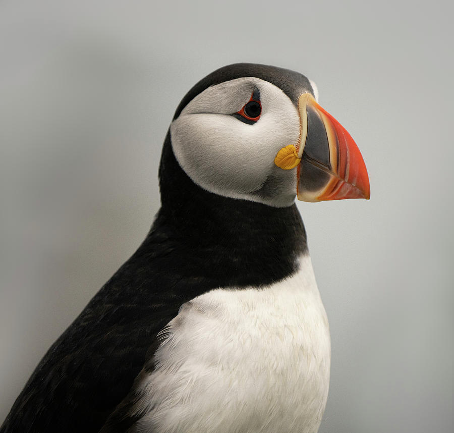 Portrait of a Puffin Photograph by Darylann Leonard Photography