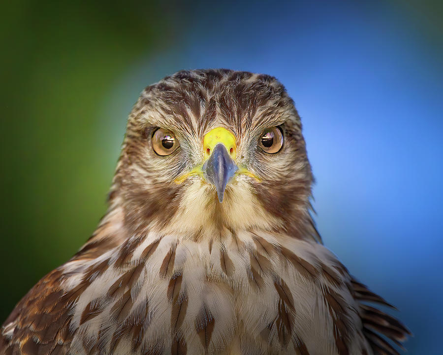 Portrait of a Raptor Photograph by Mark Andrew Thomas
