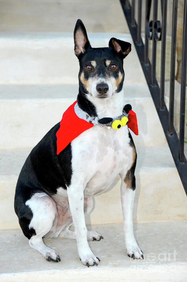 Portrait of a Rat Terrier dog dressed in a Halloween Costume. Photograph by Gunther Allen