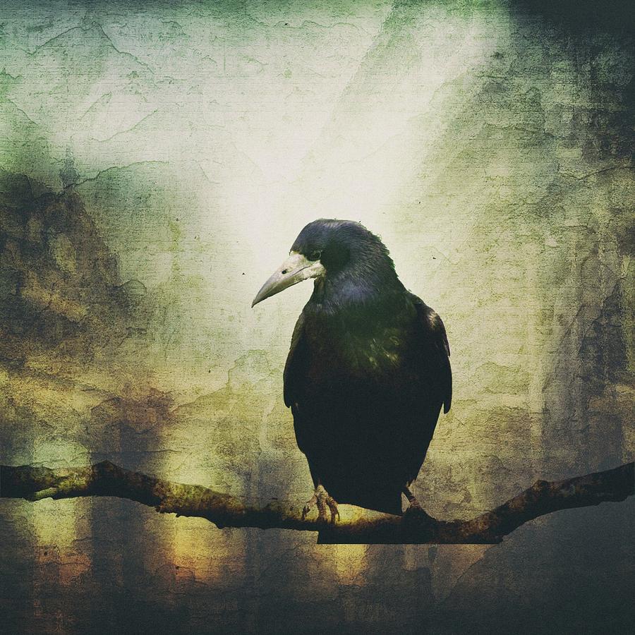 Portrait of a Raven Photograph by James DeFazio