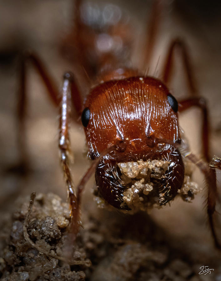 Portrait Of A Red Ant Photograph by Endre Balogh