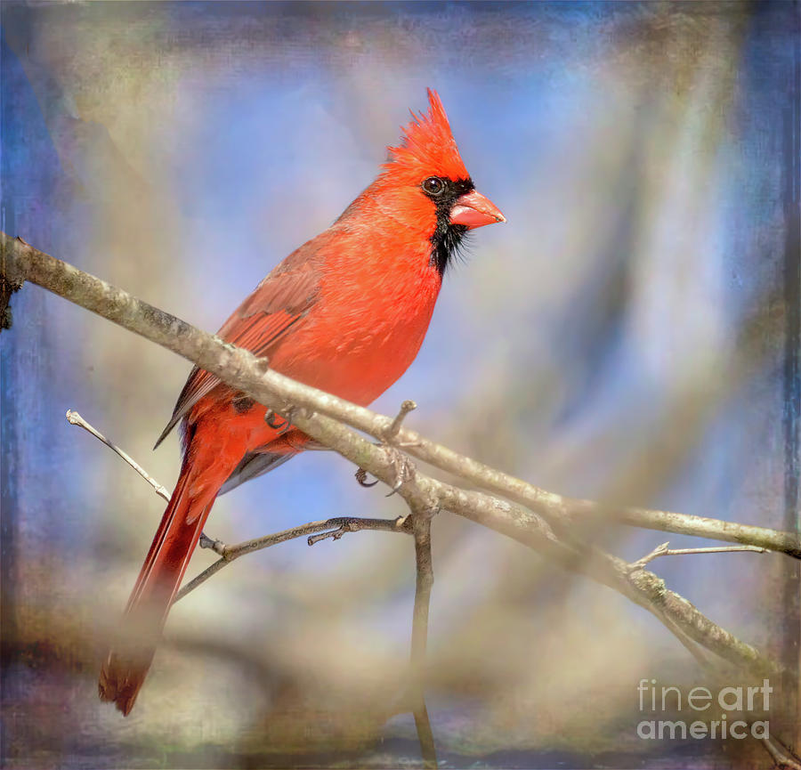 Portrait of a Red Bird Photograph by Kerri Farley