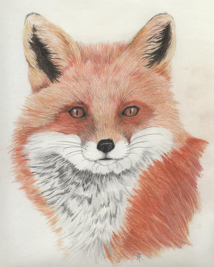 Portrait of a Red Fox  Drawing by Melodie Kantner