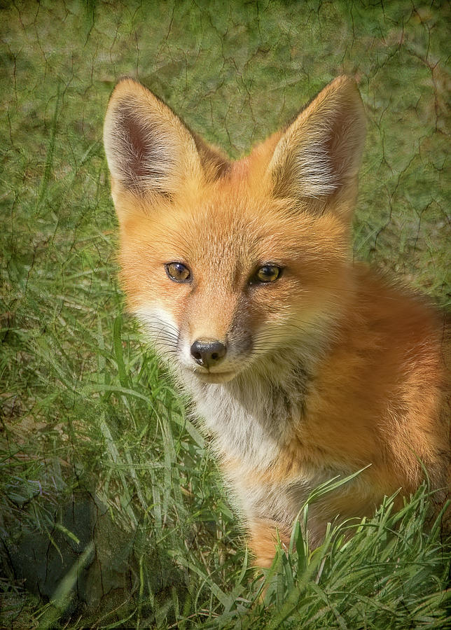 Portrait of a Red Fox Photograph by Vicki Stansbury