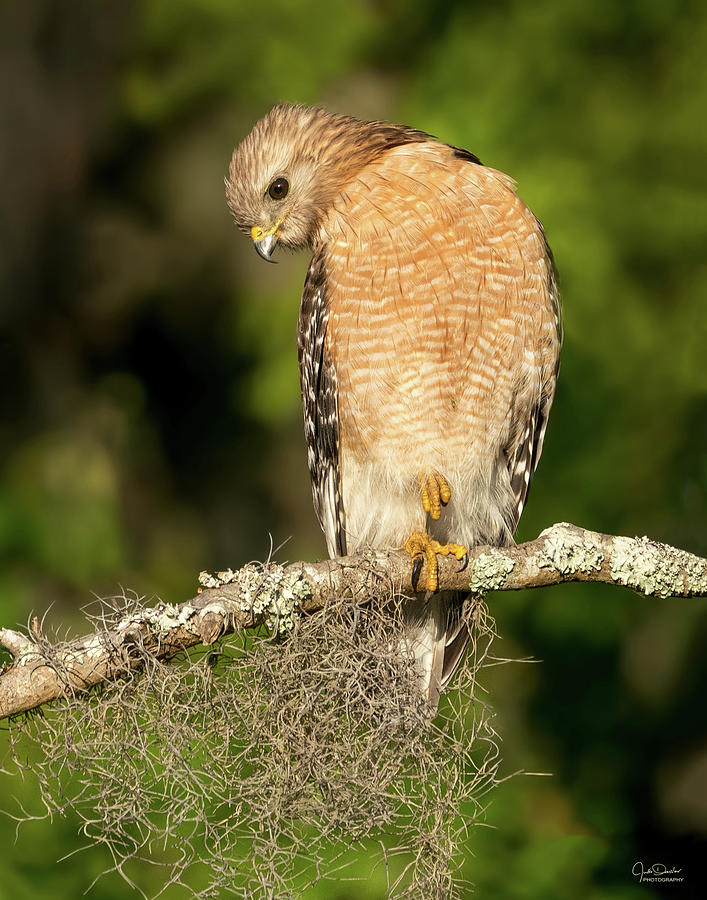 Portrait of a Red-Shouldered Hawk Photograph by Judi Dressler - Fine ...