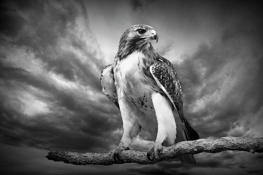 Portrait of a Red-Tail Hawk in Black and White Photograph by Randall Nyhof