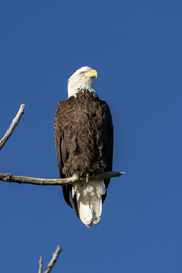 Portrait Of A Regal Female Bald Eagle Photograph