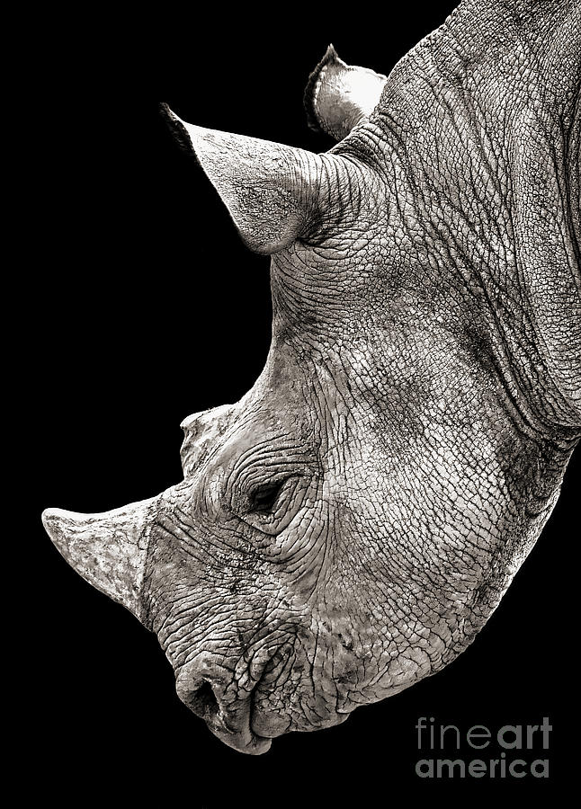 Portrait of a Rhinoceros I I I  Photograph by Jim Fitzpatrick