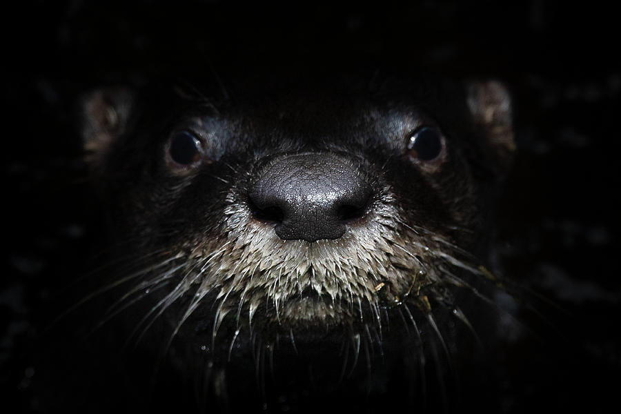 Portrait of a River Otter Photograph by Mark Andrew Thomas