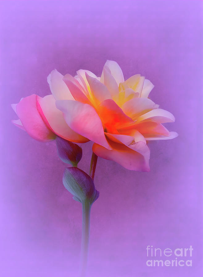 Portrait of a Rose Digital Art by Judi Bagwell