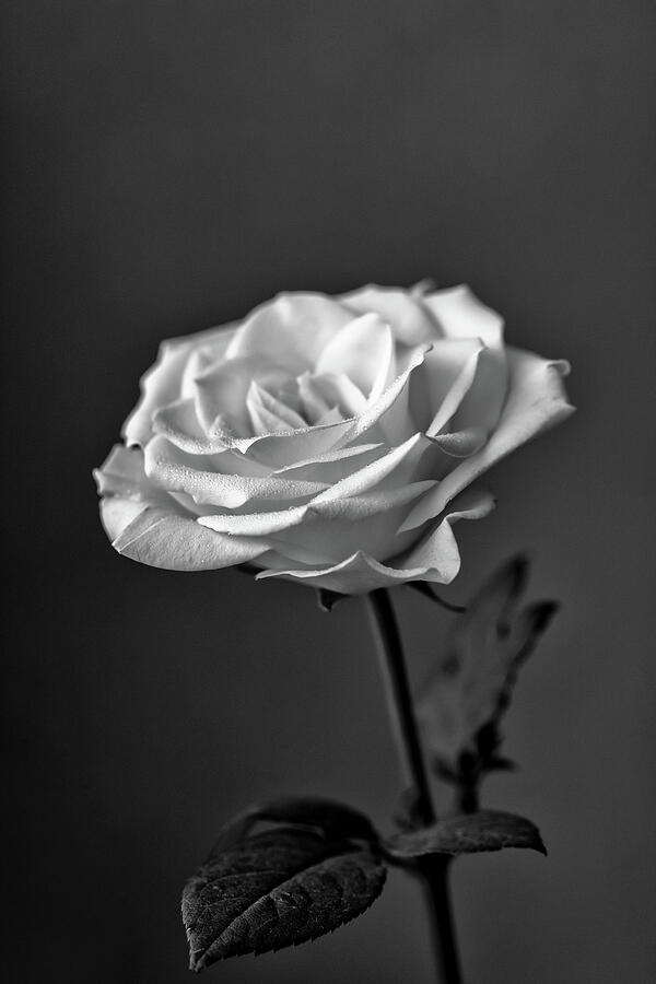 Portrait Of A Rose Monochrome Photograph by Tanya C Smith