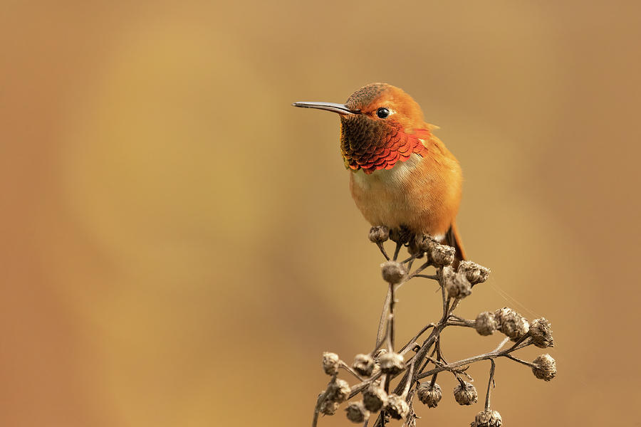 Portrait of a Rufous Hummingbird Photograph by Celine Pollard