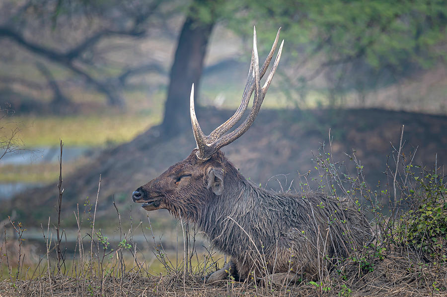 Portrait Of A Sambar Deer Photograph