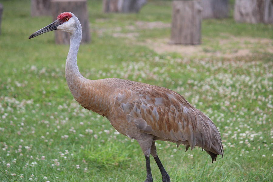 Sandhill Crane Photograph - Portrait Of A Sandhill by Callen Harty Sandhill Crane Photograph - Portrait Of A Sandhill by Callen Harty