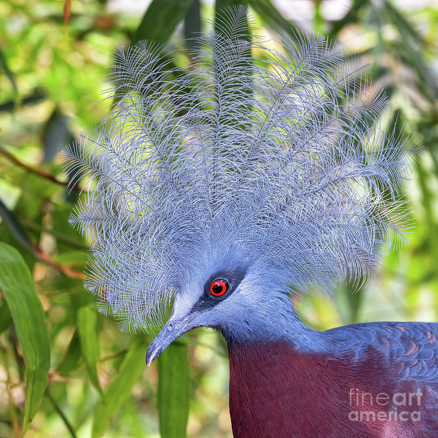 Portrait of a Sclaters crowned pigeon, a large terrestrial pigeon from the lowland forests of New Guinea. Photograph by Jane Rix