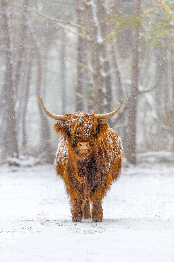 Portrait of a Scottish Highland cow in the snow Photograph by Sjo