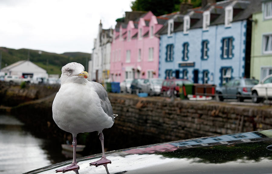Portrait of a seagull bird and houses at Portree the capital of Isle of Skye in the highlands of Scotland Photograph by Michalakis Ppalis