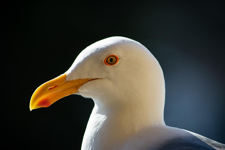Portrait of a Seagull Photograph by Bonny Puckett