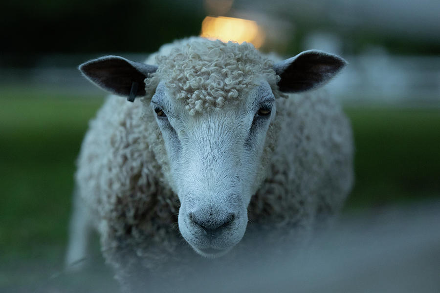 Portrait of a Sheep Photograph by Rachel Morrison