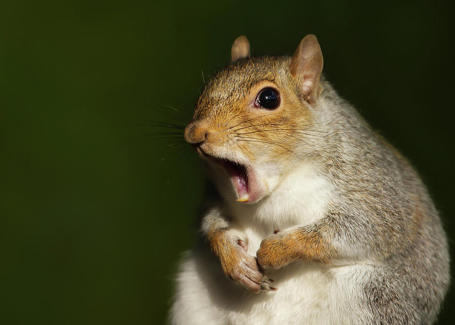 Portrait of a shocked grey squirrel Photograph by Giedrius Stakauskas