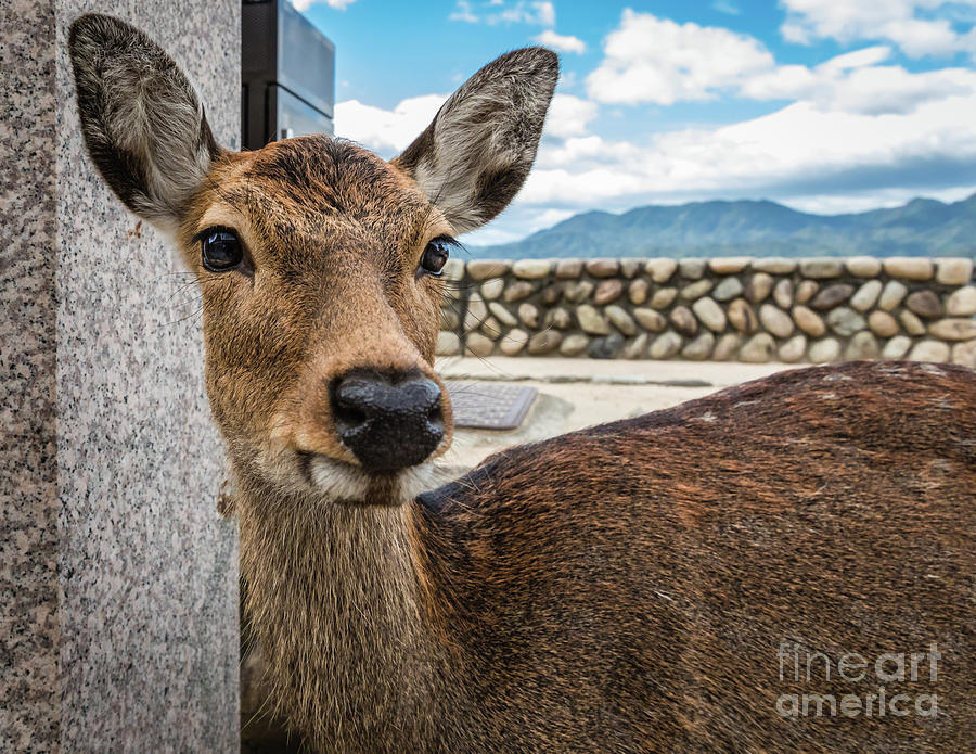 Portrait of a Sika deer Photograph by Lyl Dil Creations