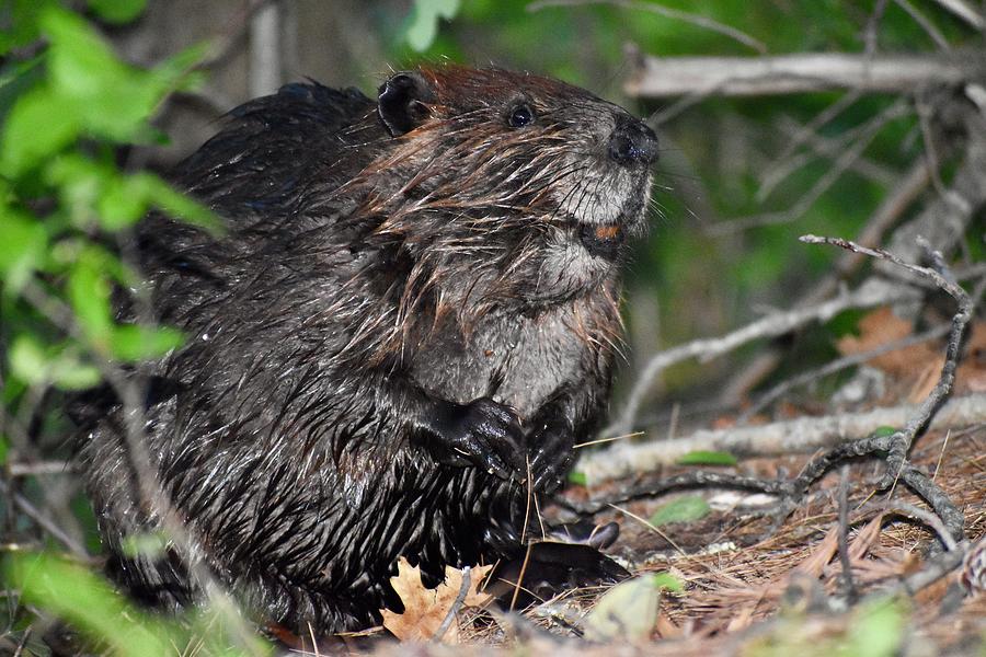 Portrait of a Smiling Beaver Castor canadensis Photograph by The Lazy ...