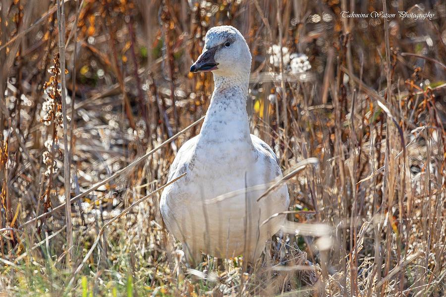 Portrait of a Snow Goose Photograph by Tahmina Watson