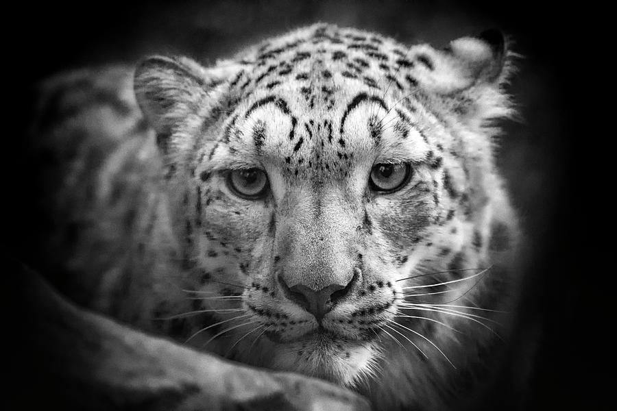 Portrait of a Snow Leopard - b/w Photograph by Chris Boulton