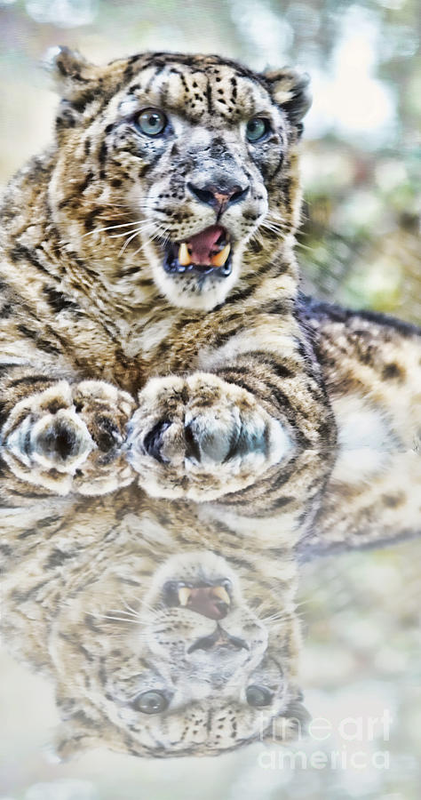 Nature Photograph - Portrait of a Snow Leopard with a Reflection by Jim Fitzpatrick