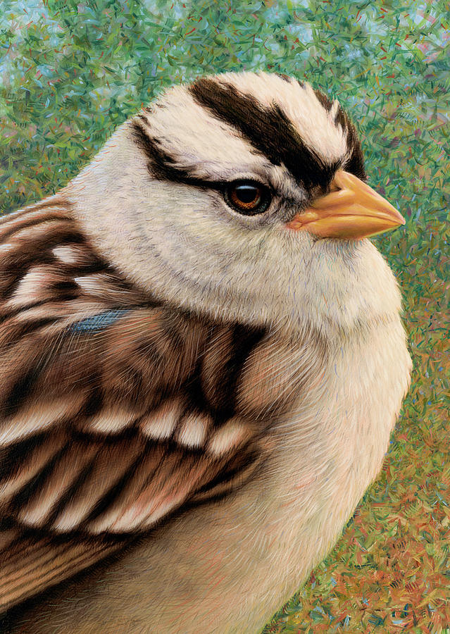 Sparrow Painting - Portrait of a Sparrow by James W Johnson