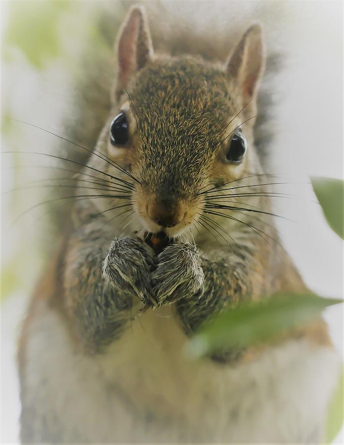 Portrait of a Squirrel Photograph by Mingming Jiang