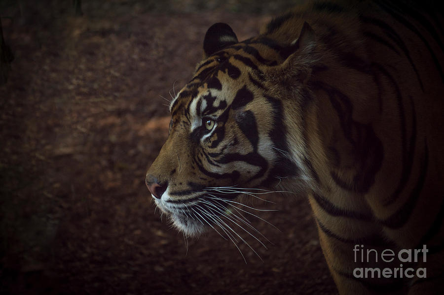 Portrait Of A Sumatran Tiger, Panthera Tigris Sondaica Photograph