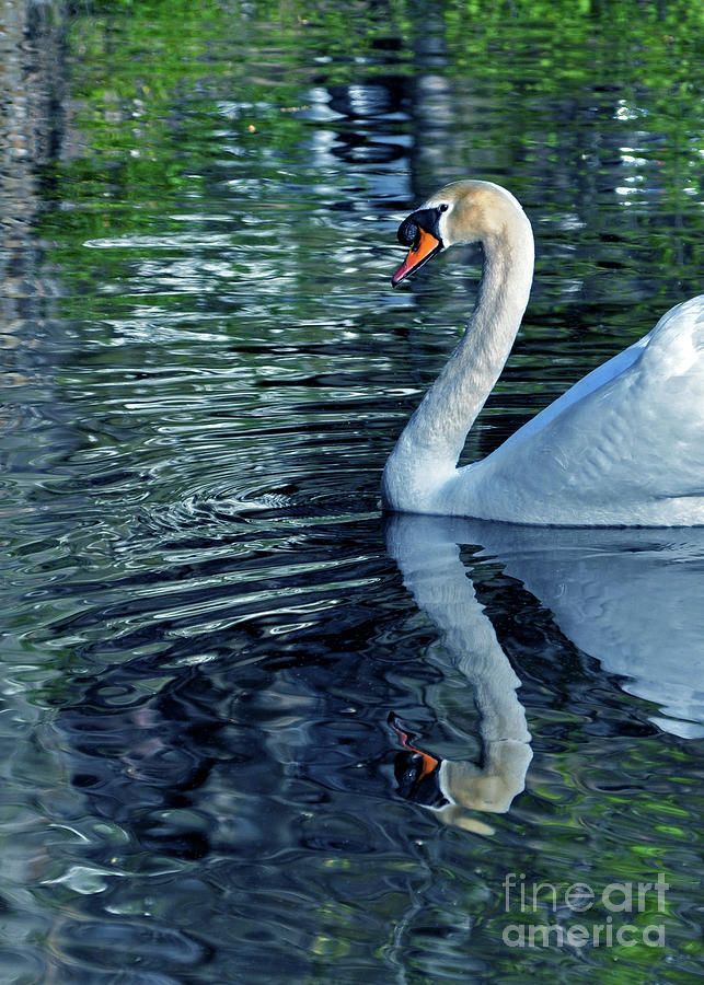 Portrait of A Swan Photograph by Lydia Holly