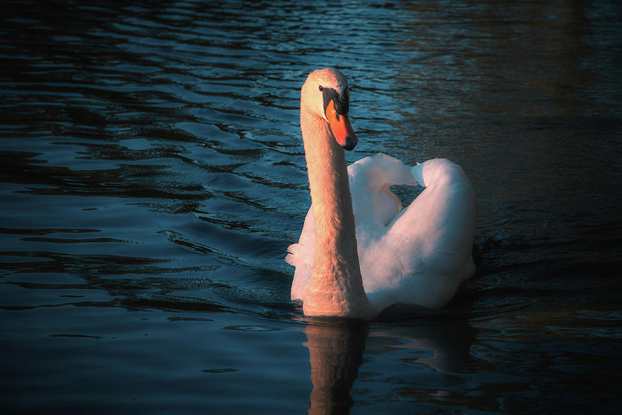 Portrait of a swan on the Avon... Photograph by Jay Smith