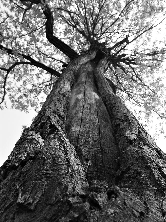 Portrait of a Tree in Black and White Photograph by Amanda R Wright