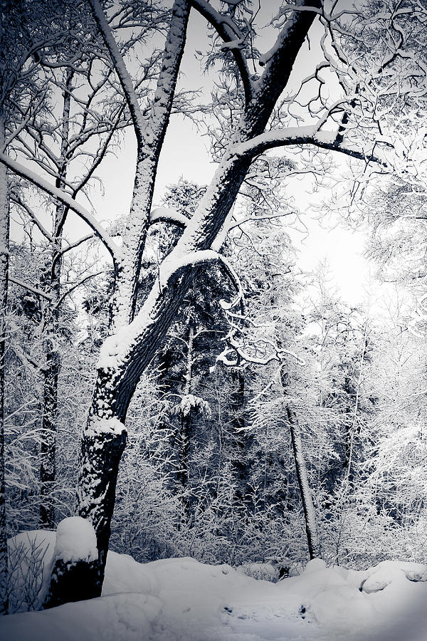 Portrait of a Tree in Winter Photograph by Maggie Terlecki