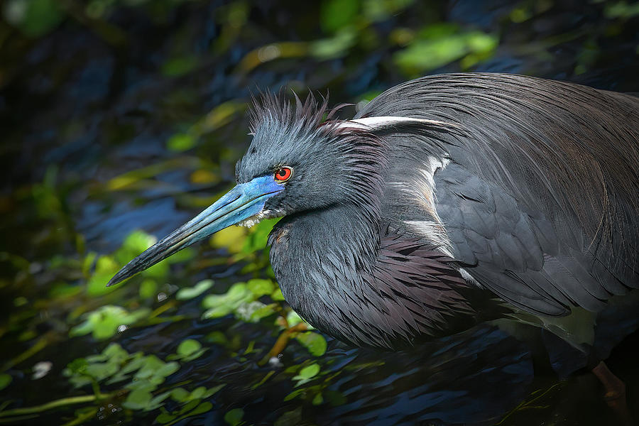 Portrait of a Tricolored Heron Photograph by Mark Andrew Thomas
