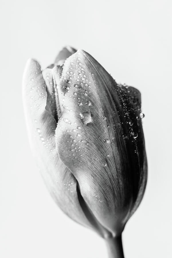 Portrait Of A Tulip In Mono Photograph by Tanya C Smith