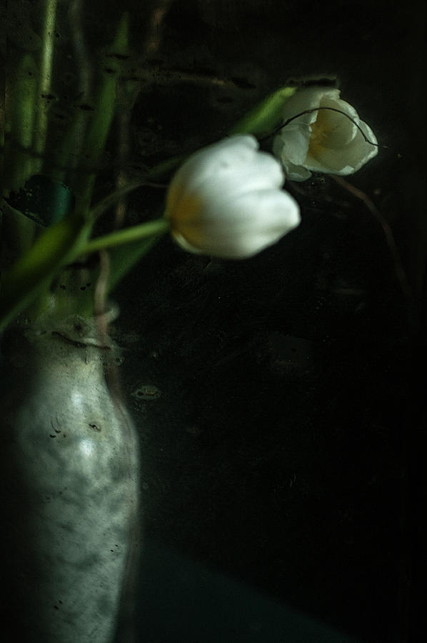 Stilllife Photograph - Portrait of a tulip, looking at herself in a mirror by Katia Chausheva
