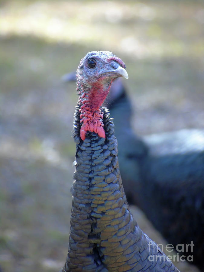 Portrait Of A Turkey Photograph by D Hackett