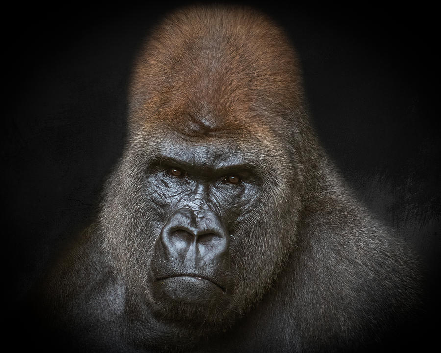 Portrait of a Western Lowland Gorilla Photograph by Constance Puttkemery