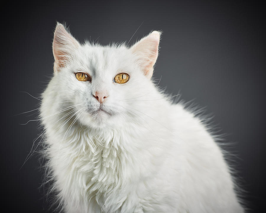 Portrait of a white cat with yellow eyes. Photograph by SensorSpot
