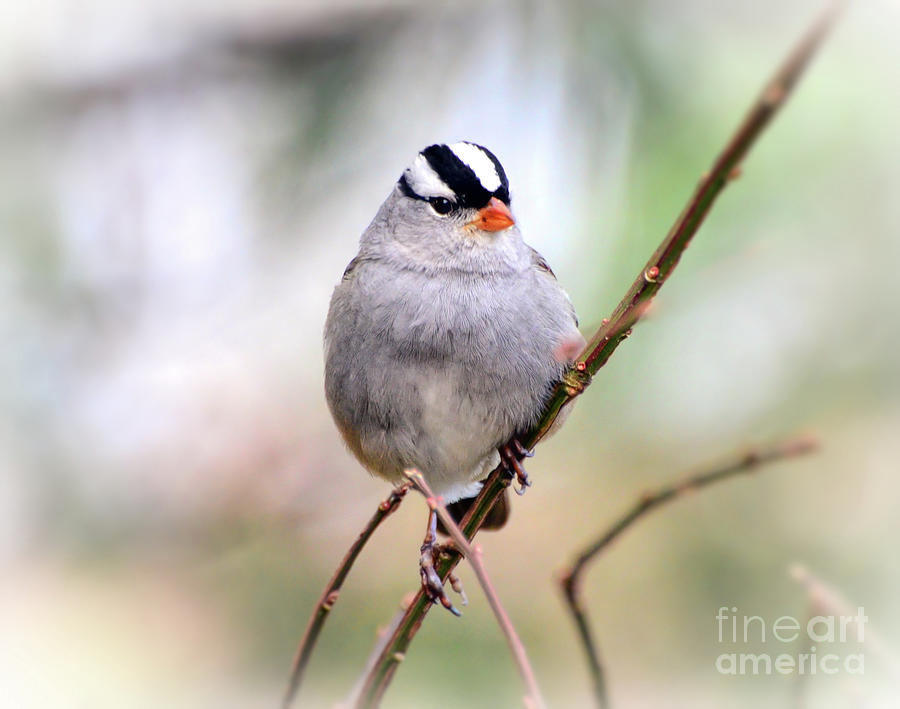 Portrait of a White-crowned Sparrow Photograph by Kerri Farley