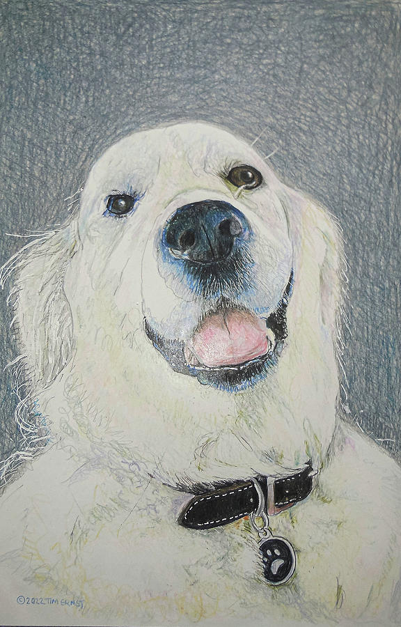Portrait of a white dog Drawing by Tim Ernst