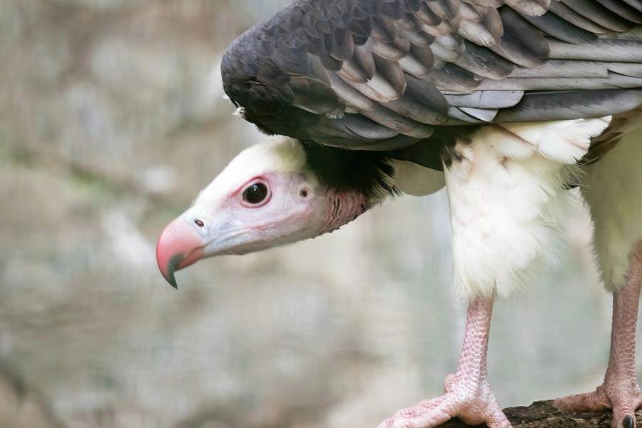 Portrait of a white-headed vulture Trigonoceps occipitalis Photograph ...