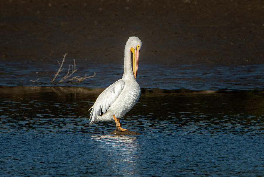 Portrait of a White Pelican Photograph by Sandra Js